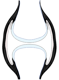 logo dottore Andrea Pansecchi reumatologo